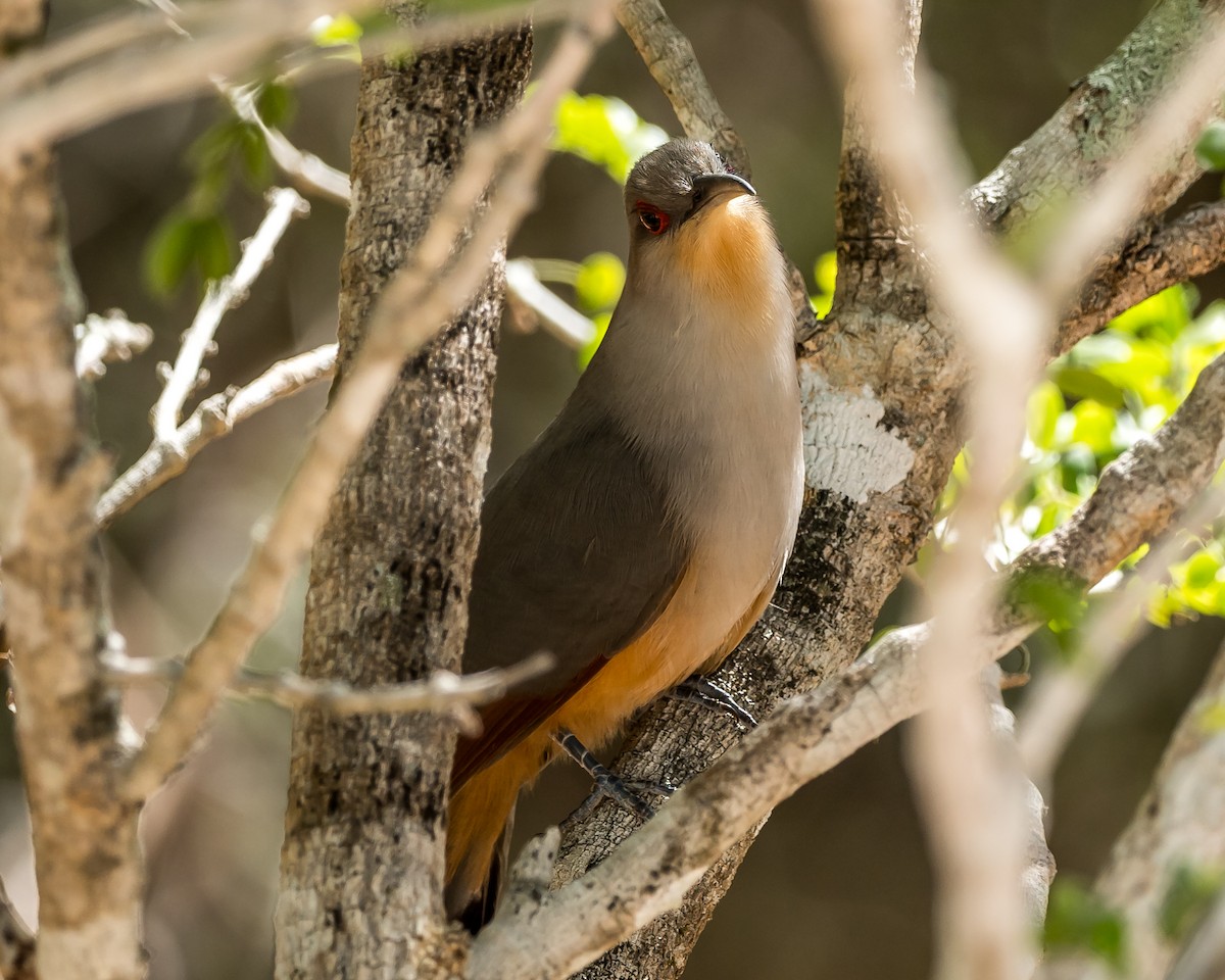 Hispaniolan Lizard-Cuckoo - Tim Frye