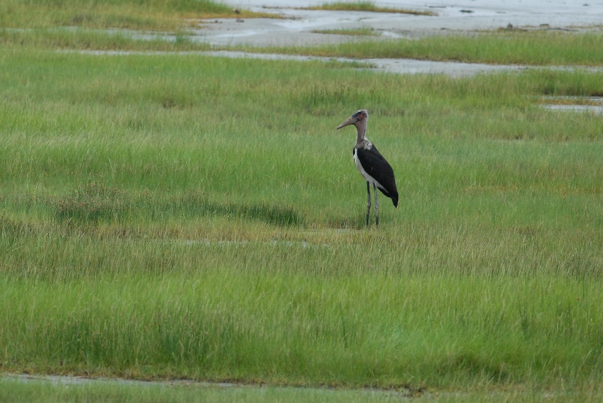 Marabou Stork - ML616931995