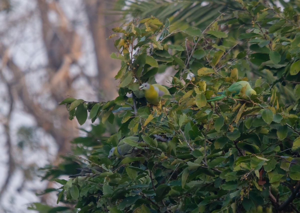 Yellow-footed Green-Pigeon - ML616932020