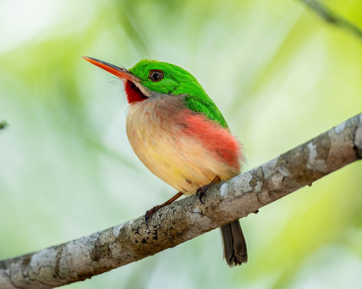 Broad-billed Tody - ML616932024