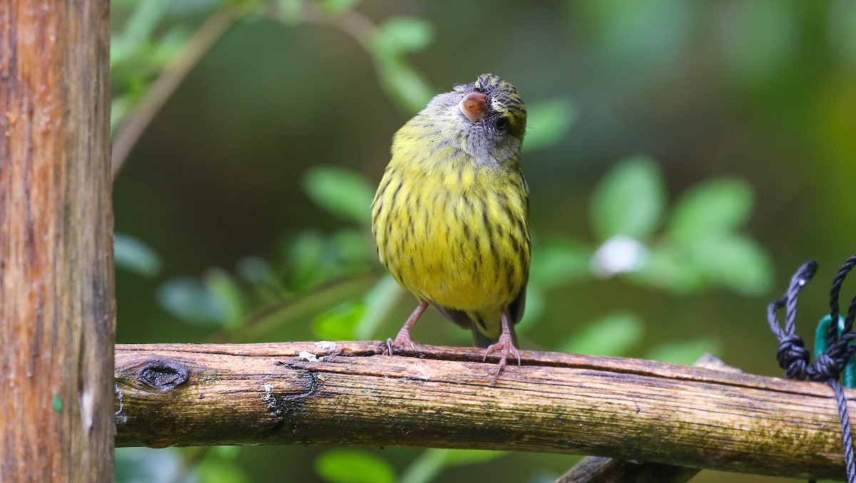 Forest Canary - Brian Small