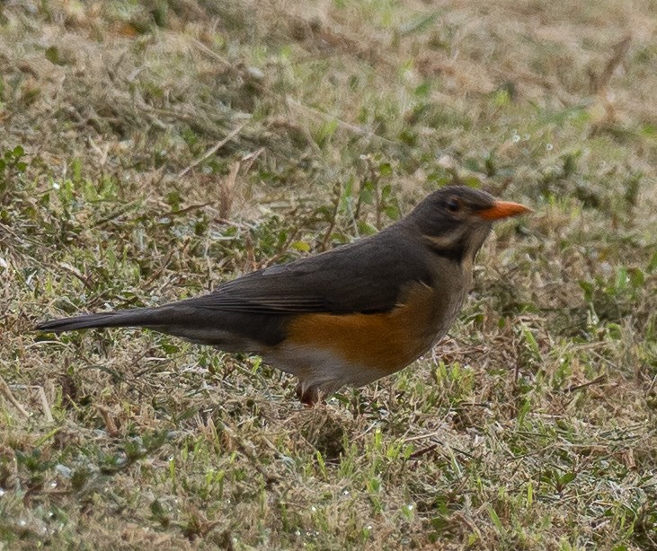 Kurrichane Thrush - ML616932104