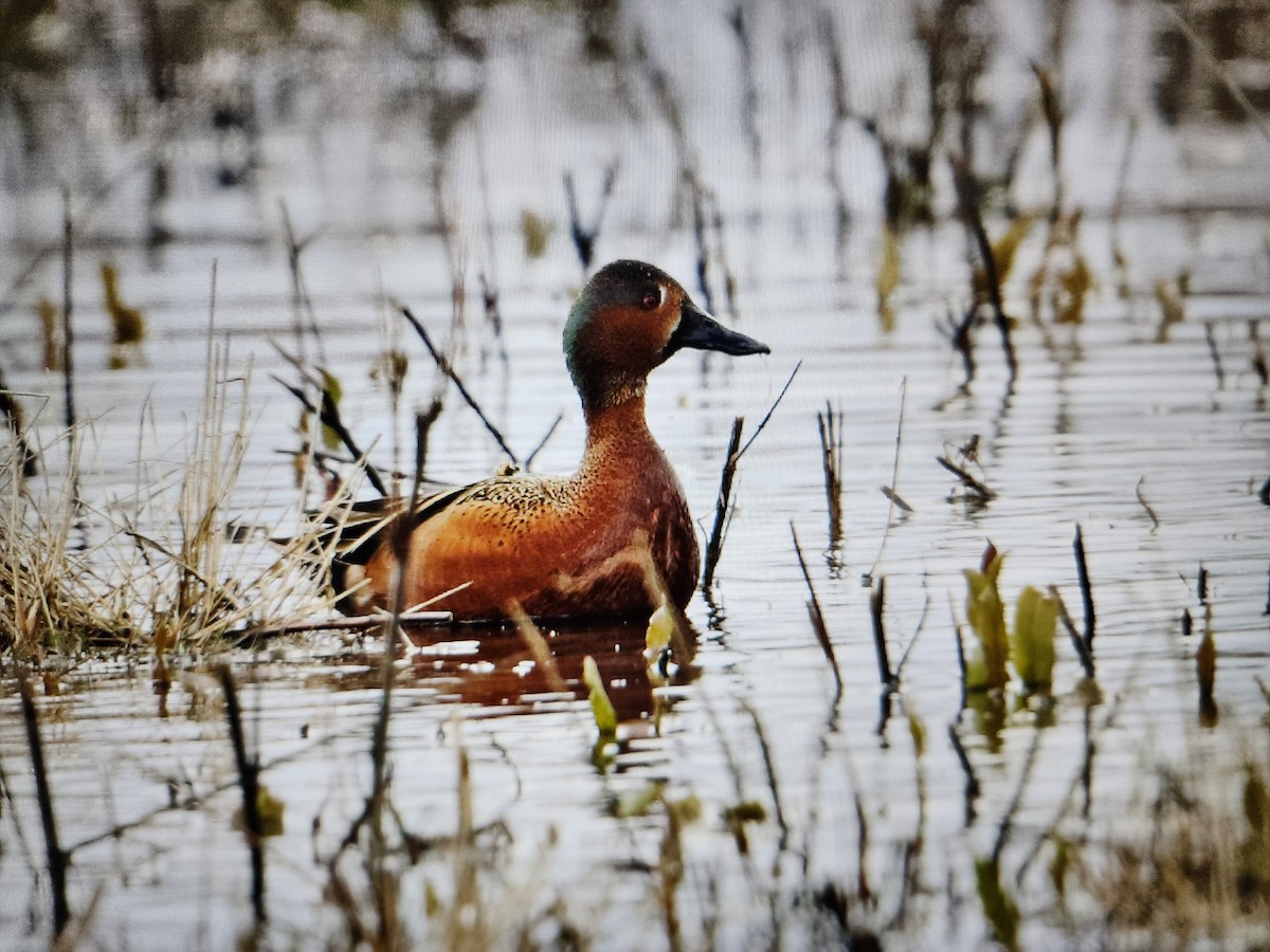 Blue-winged x Cinnamon Teal (hybrid) - ML616932125