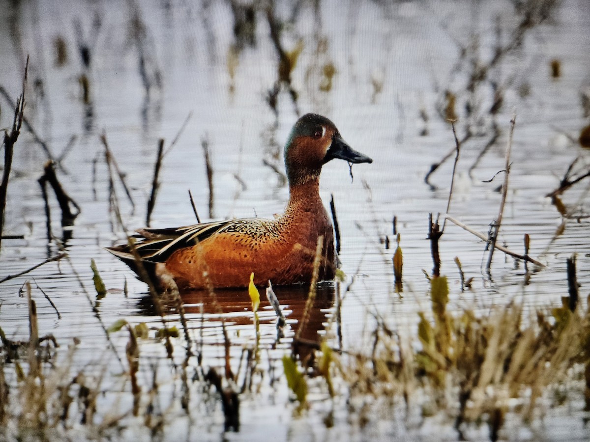 Blue-winged x Cinnamon Teal (hybrid) - ML616932126