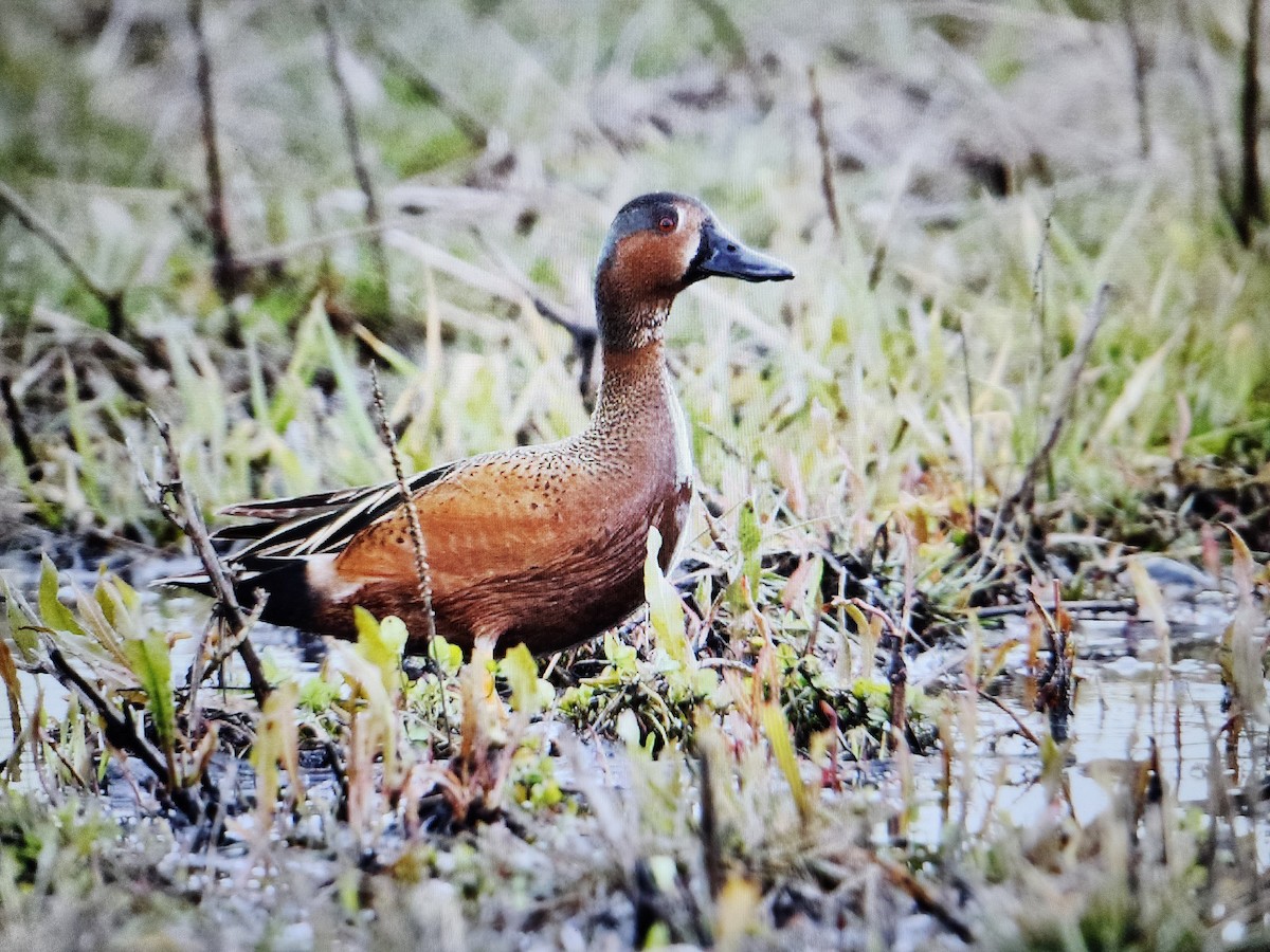 Blue-winged x Cinnamon Teal (hybrid) - ML616932127
