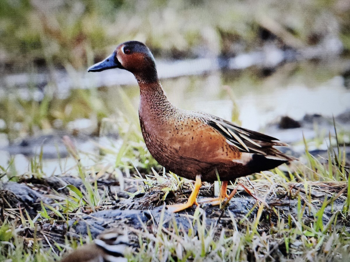 Blue-winged x Cinnamon Teal (hybrid) - ML616932129