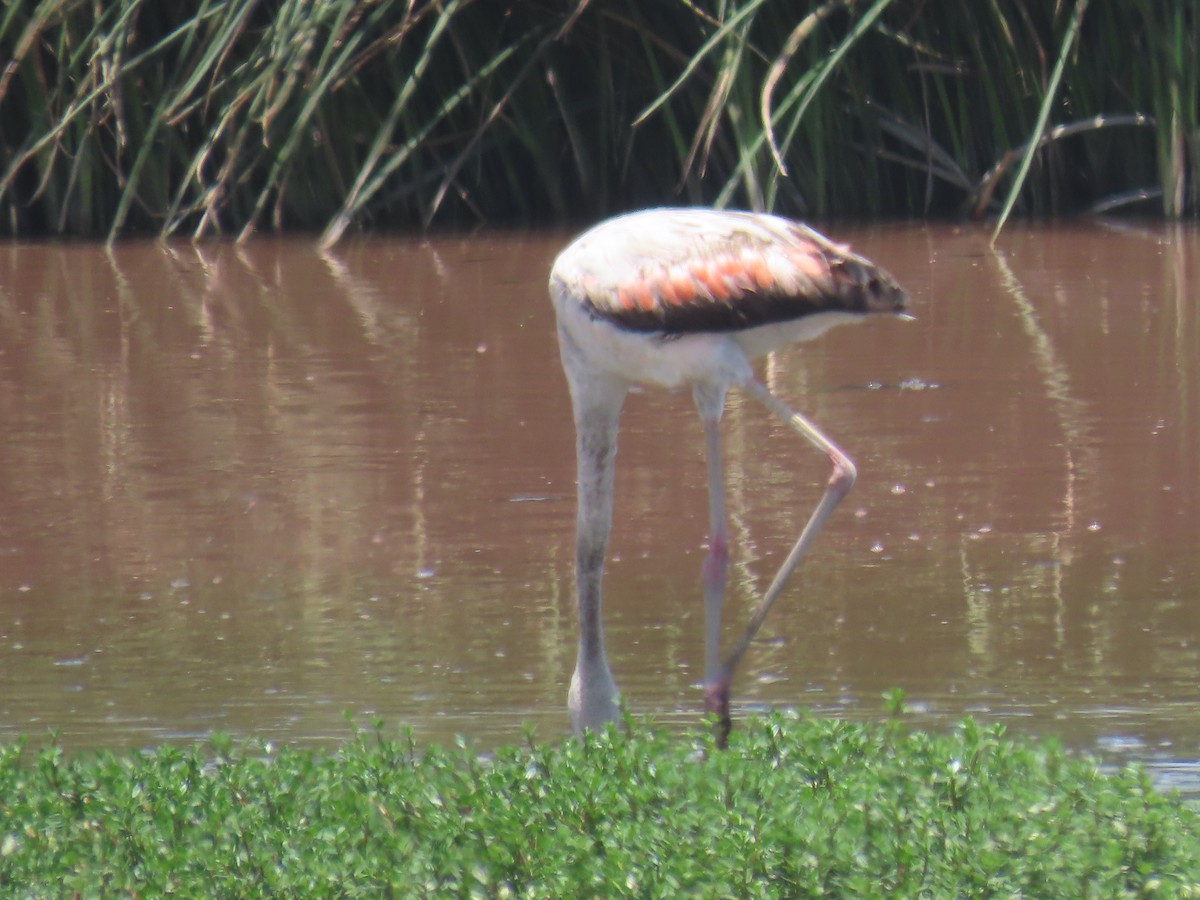 Şili Flamingosu - ML616932131