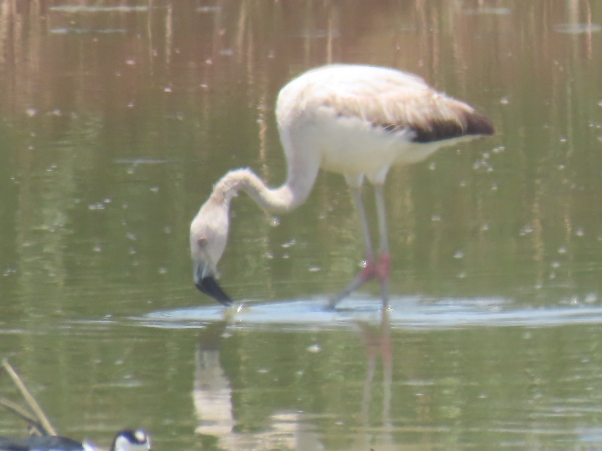 Chilean Flamingo - ML616932135