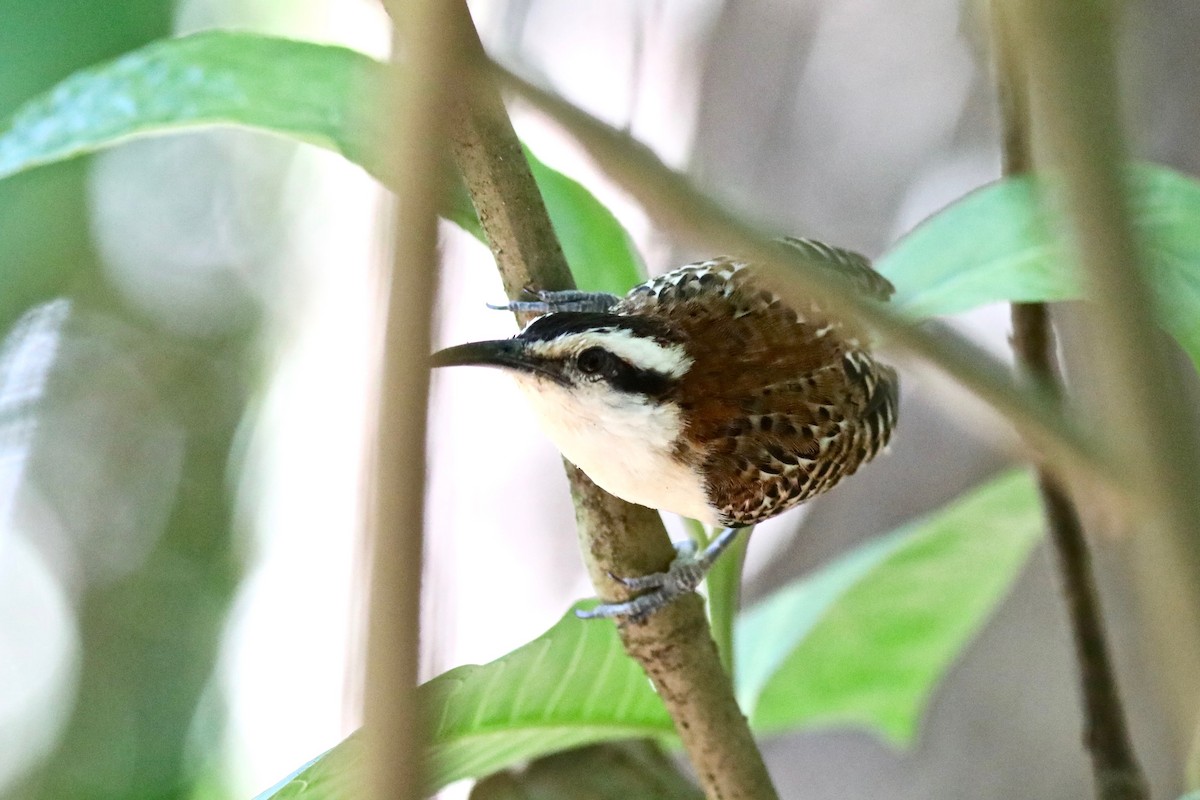 Rufous-naped Wren (Rufous-backed) - ML616932154