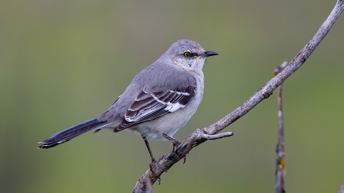 Northern Mockingbird - ML616932156