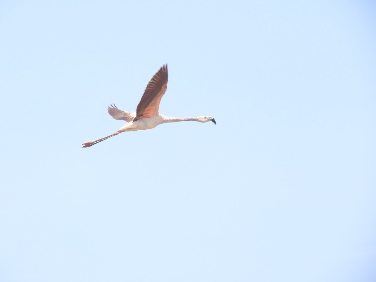 Chilean Flamingo - ML616932159