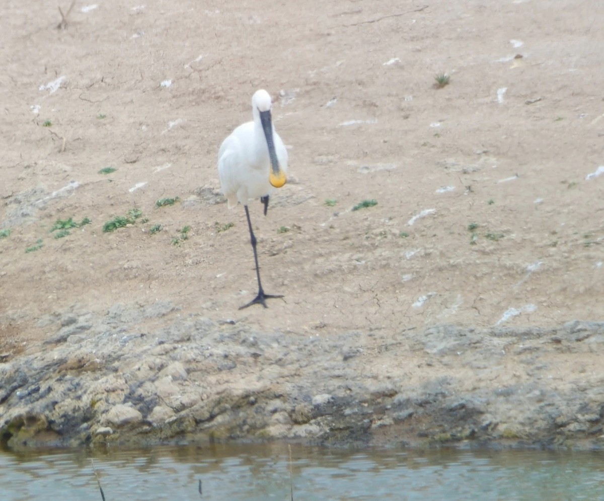 Eurasian Spoonbill - Michael Hoit