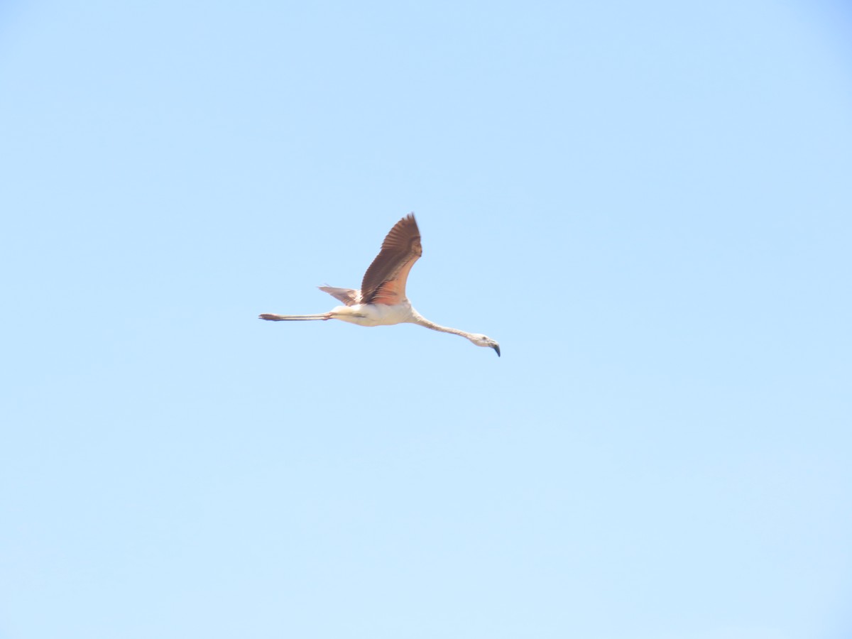 Chilean Flamingo - ML616932178