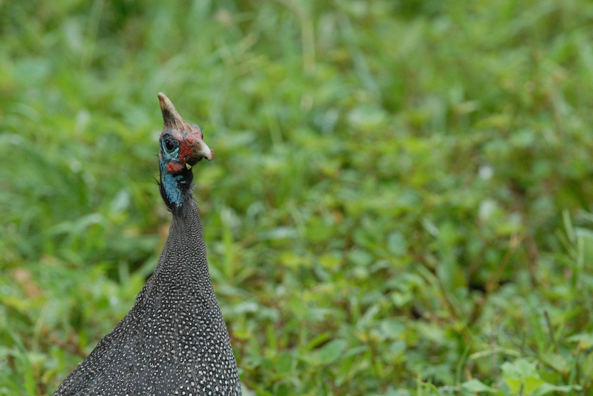 Helmeted Guineafowl - ML616932181