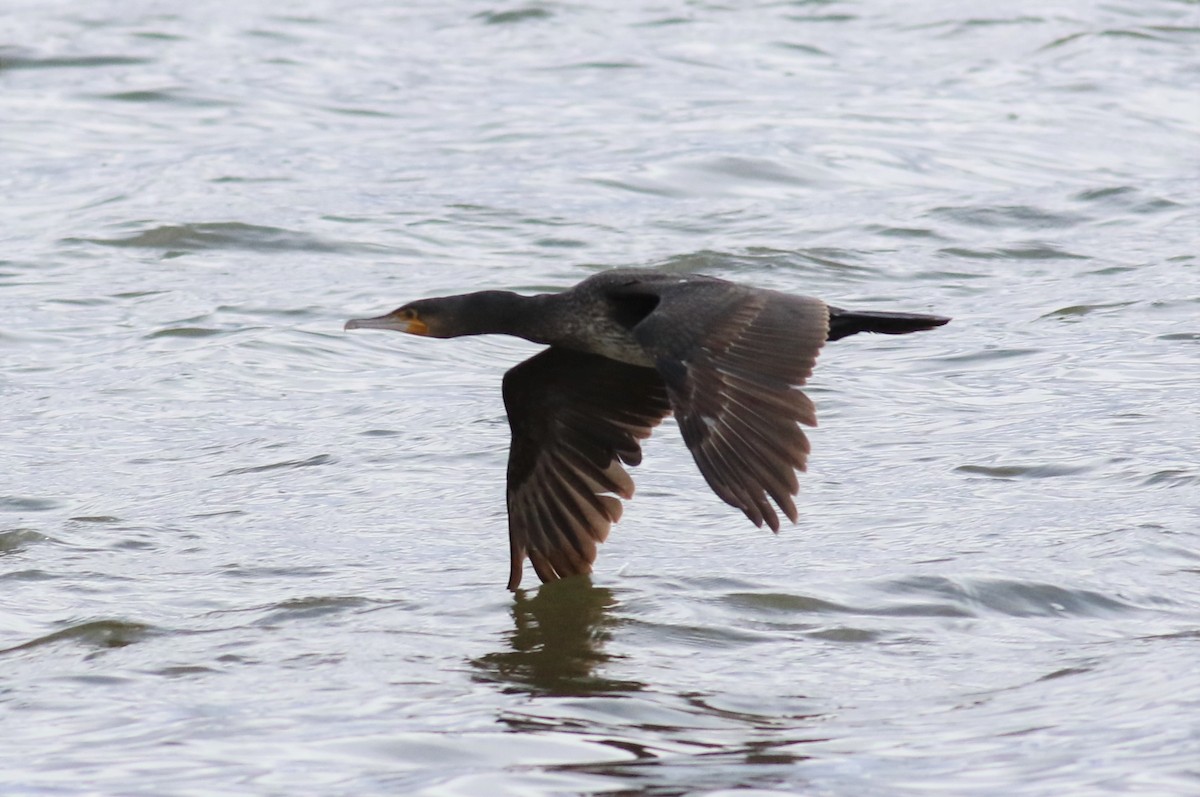 Great Cormorant - ML616932197