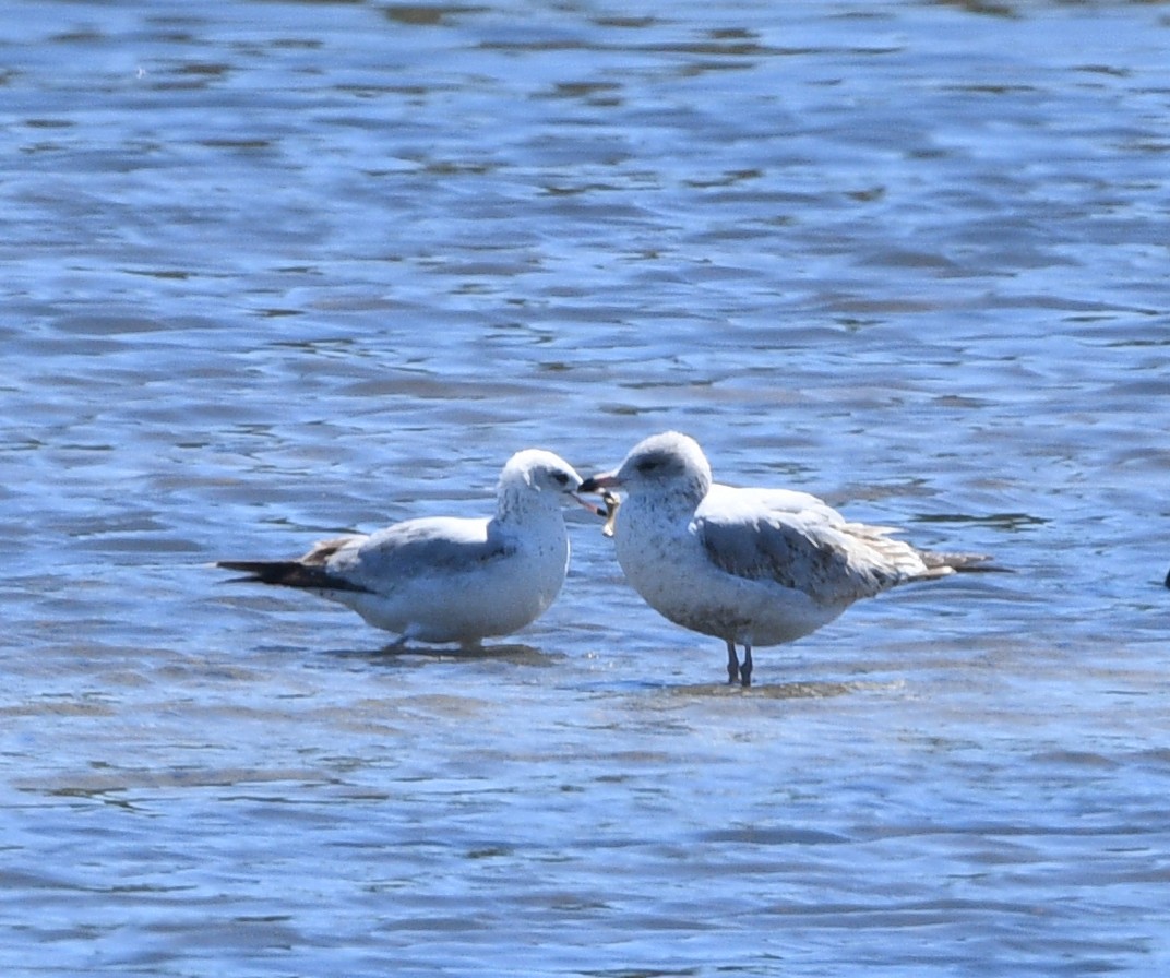 Ring-billed Gull - ML616932219