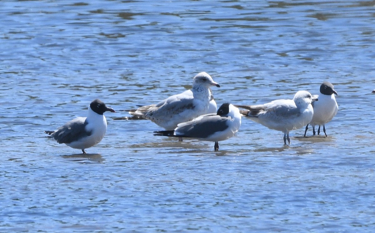 Ring-billed Gull - ML616932220