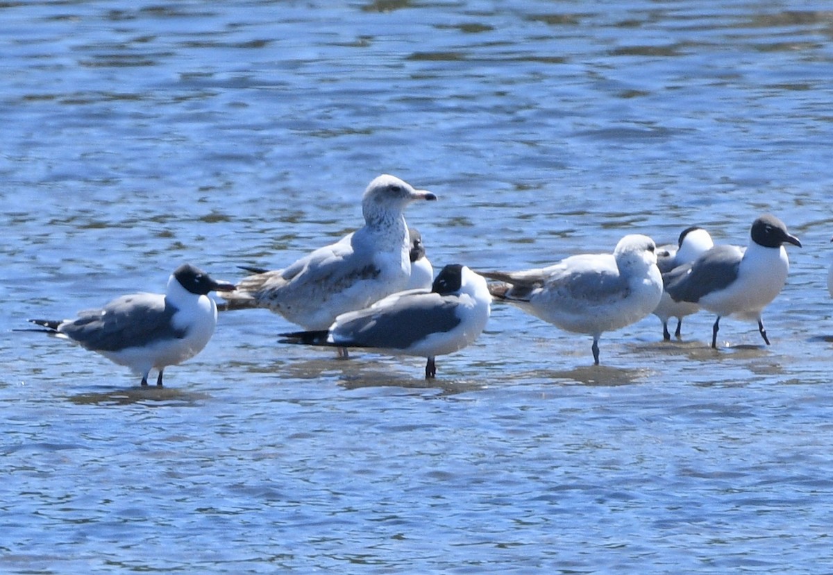 Ring-billed Gull - ML616932222