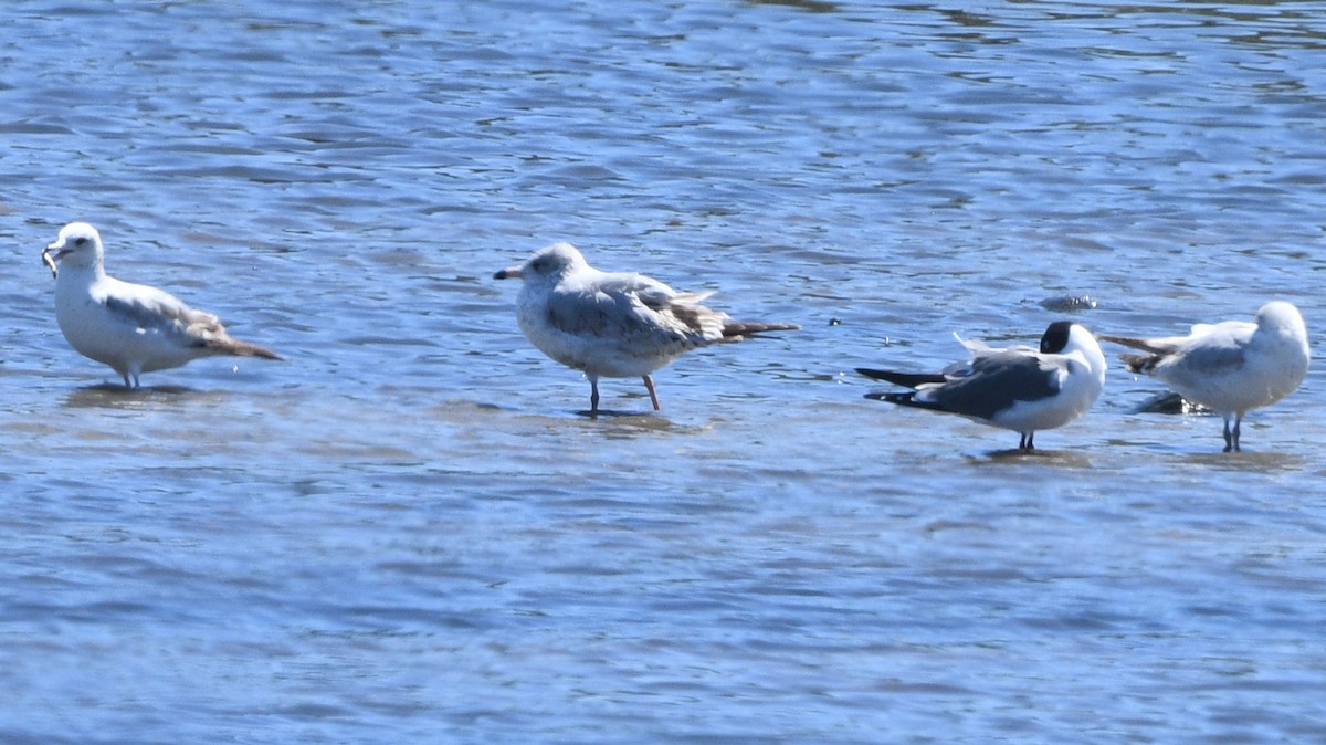 Goéland à bec cerclé - ML616932223