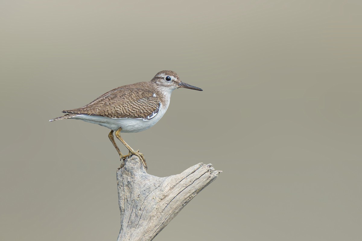 Common Sandpiper - ML616932248