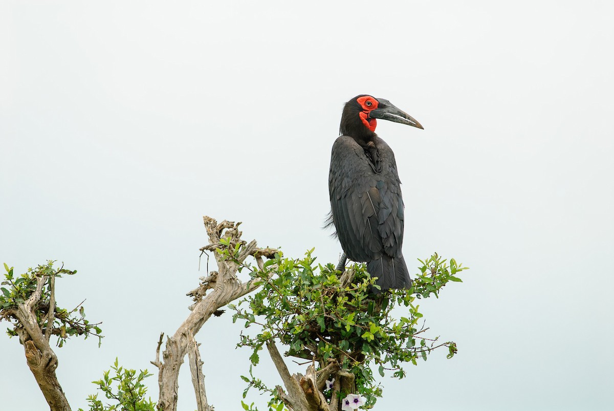 Southern Ground-Hornbill - ML616932290