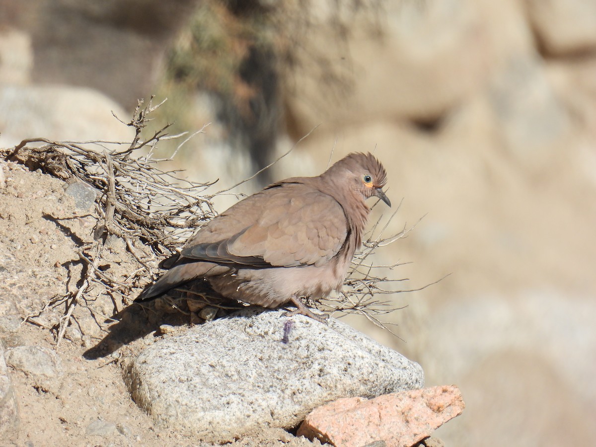 Black-winged Ground Dove - ML616932291