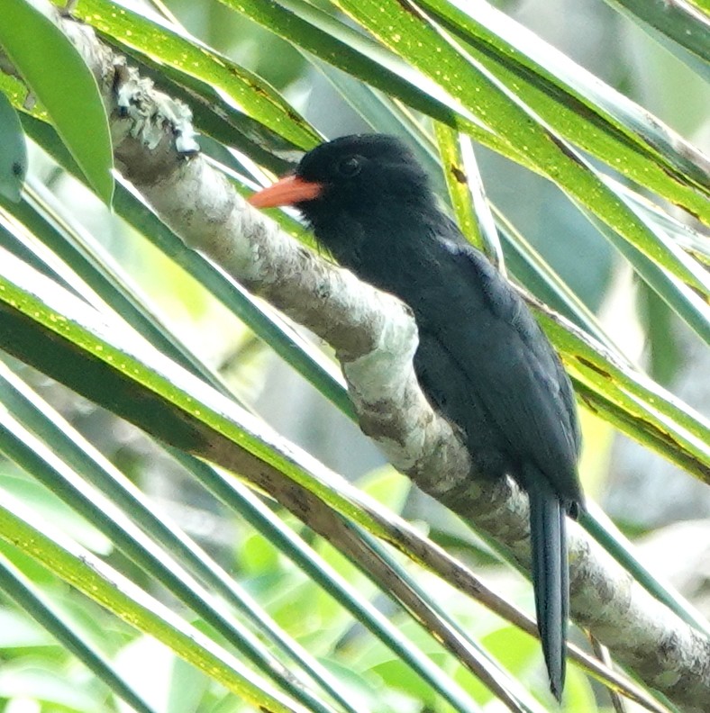 Black-fronted Nunbird - ML616932345