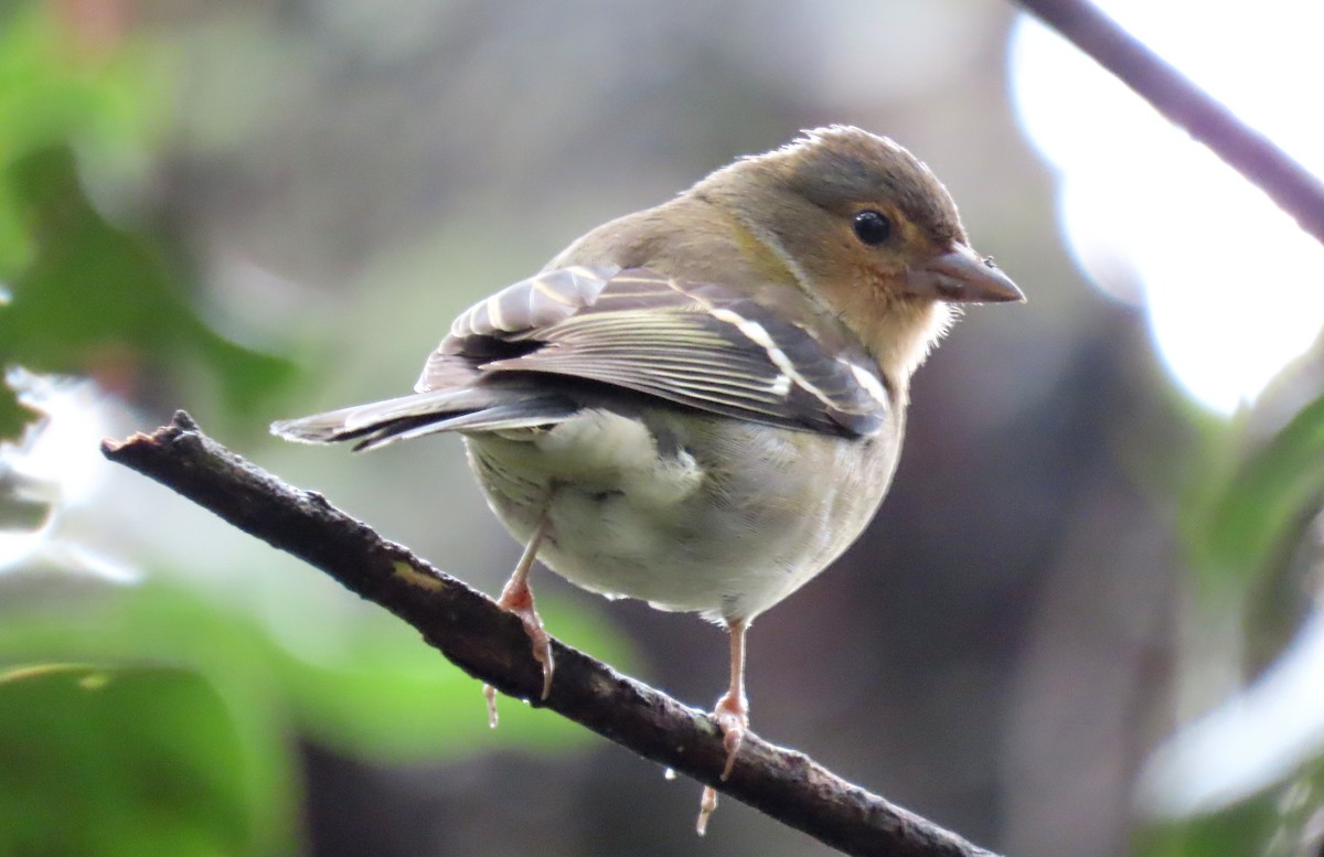 Madeira Chaffinch - ML616932355