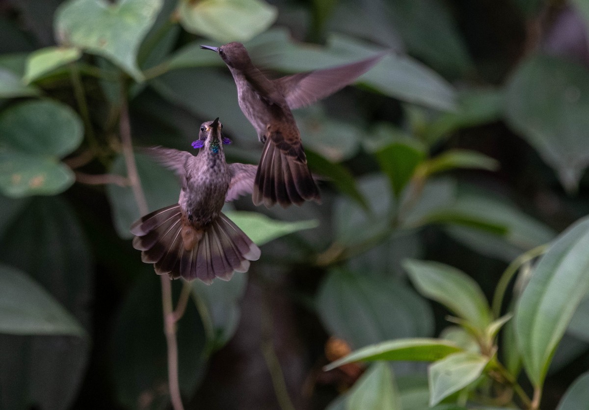 Brown Violetear - Frederico Crema Leis