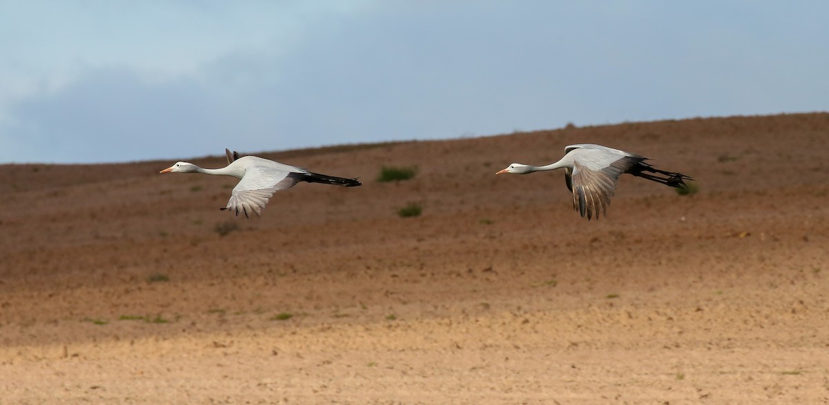 Blue Crane - Brian Small