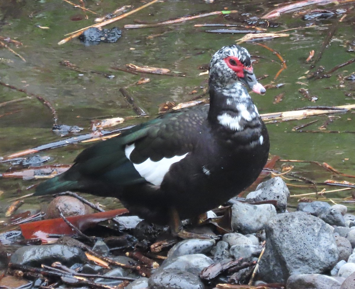 Muscovy Duck (Domestic type) - ML616932396