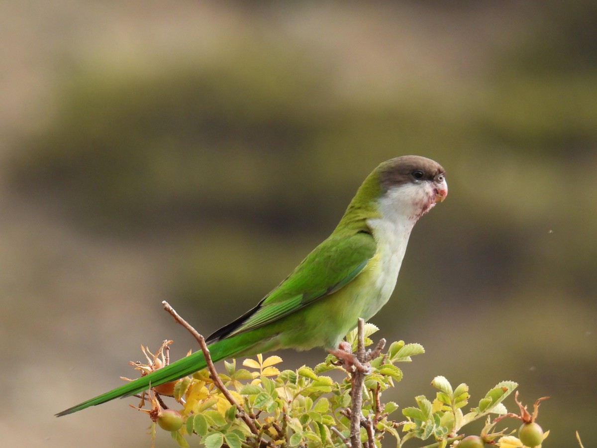 Gray-hooded Parakeet - Carlos Cabrera