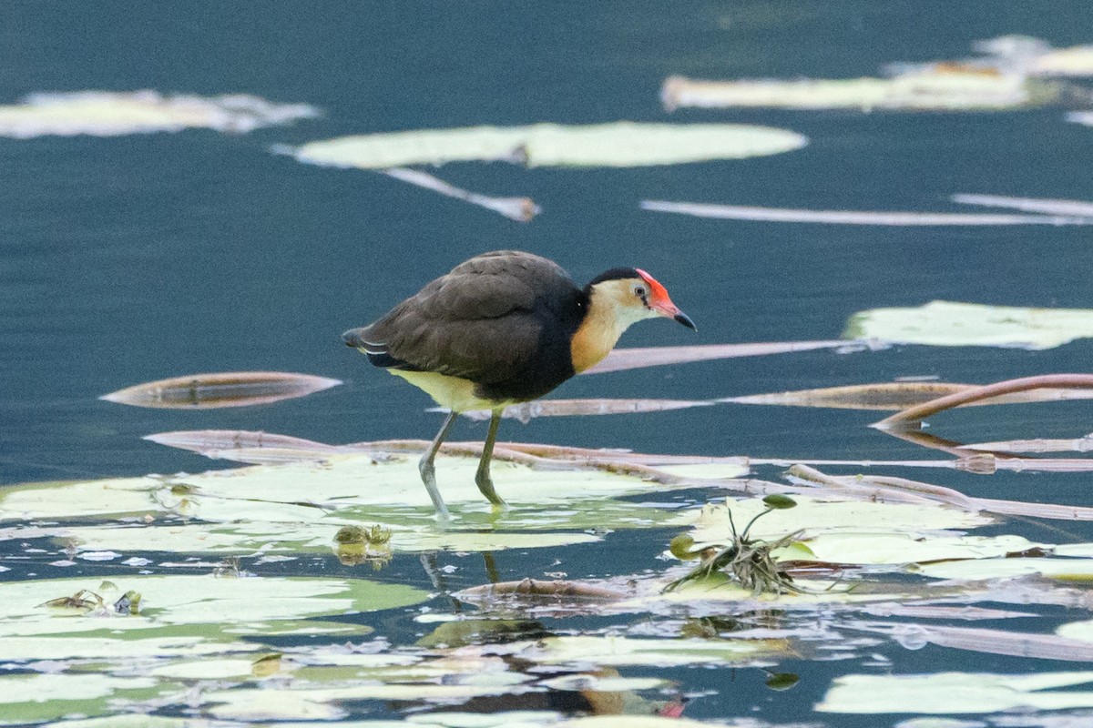 Comb-crested Jacana - ML616932444