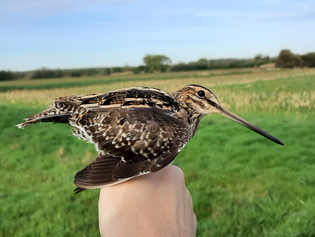 Common Snipe - ML616932454