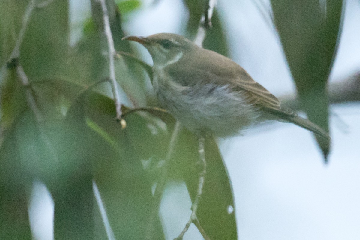 Brown Honeyeater - ML616932472