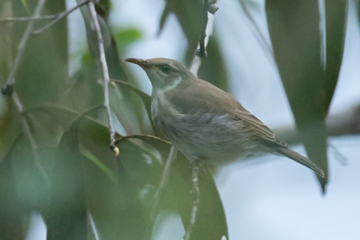 Brown Honeyeater - ML616932473