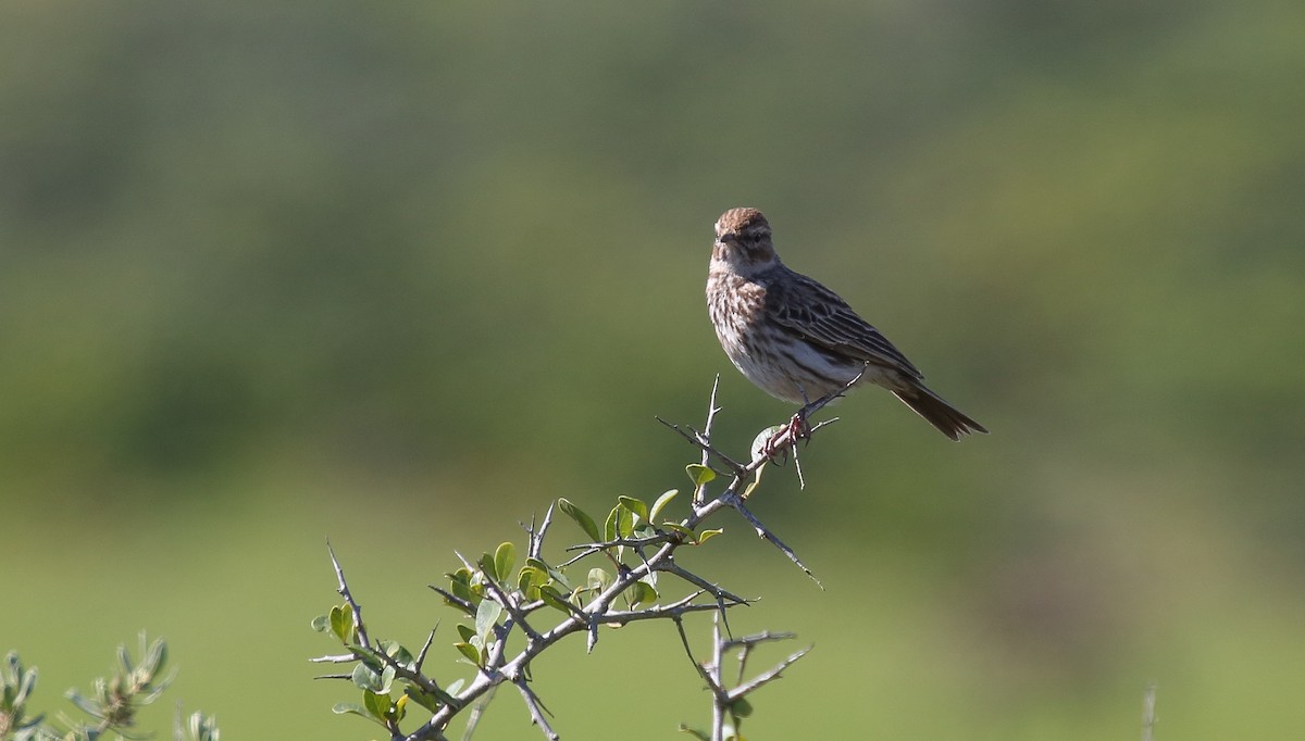 Karoo Lark - ML616932486