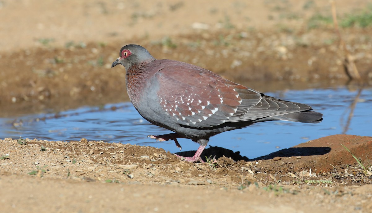 Speckled Pigeon - ML616932512