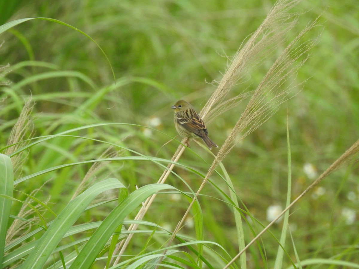 Yellow Bunting - ML616932537