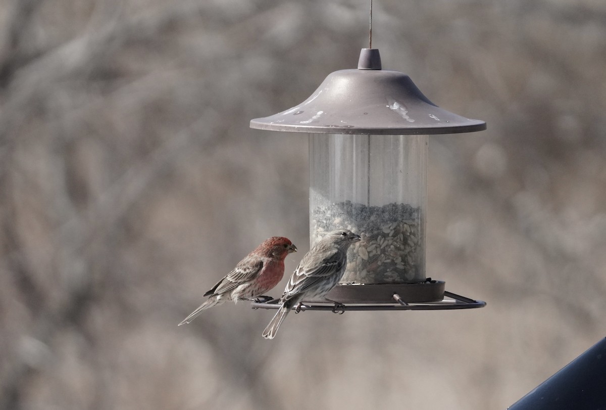 House Finch - ML616932636