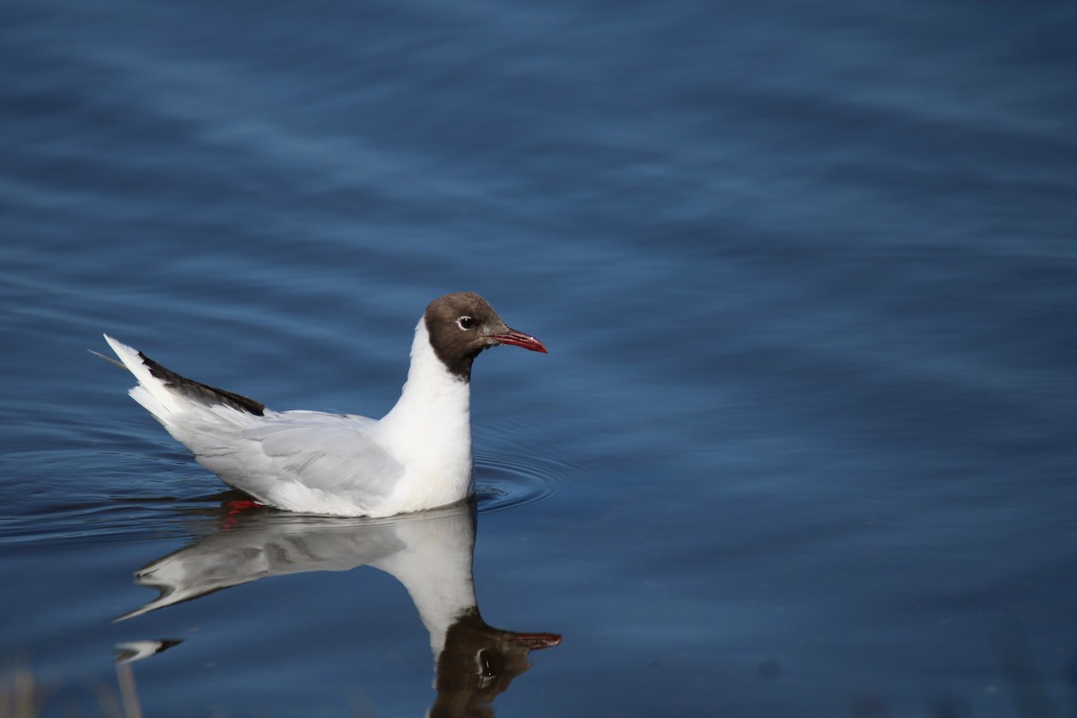 Brown-hooded Gull - Armando Aranela