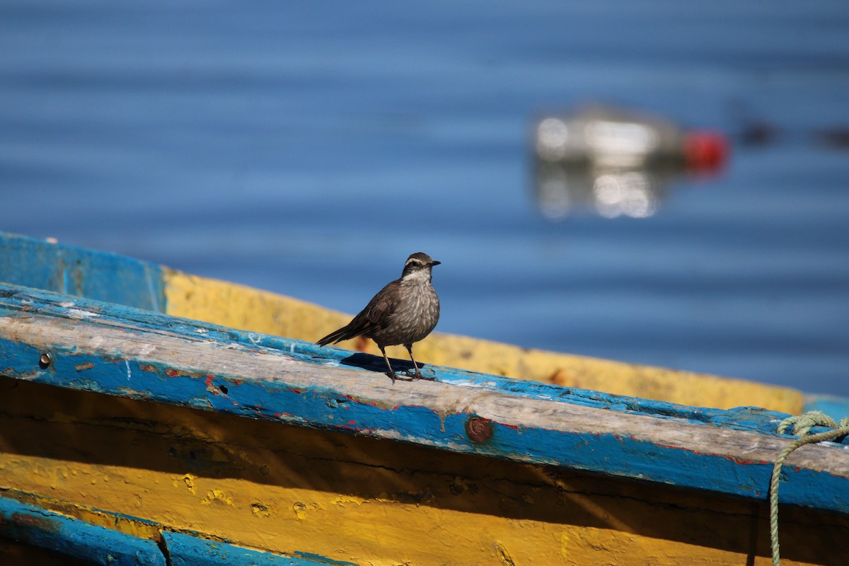 Dark-bellied Cinclodes - Armando Aranela