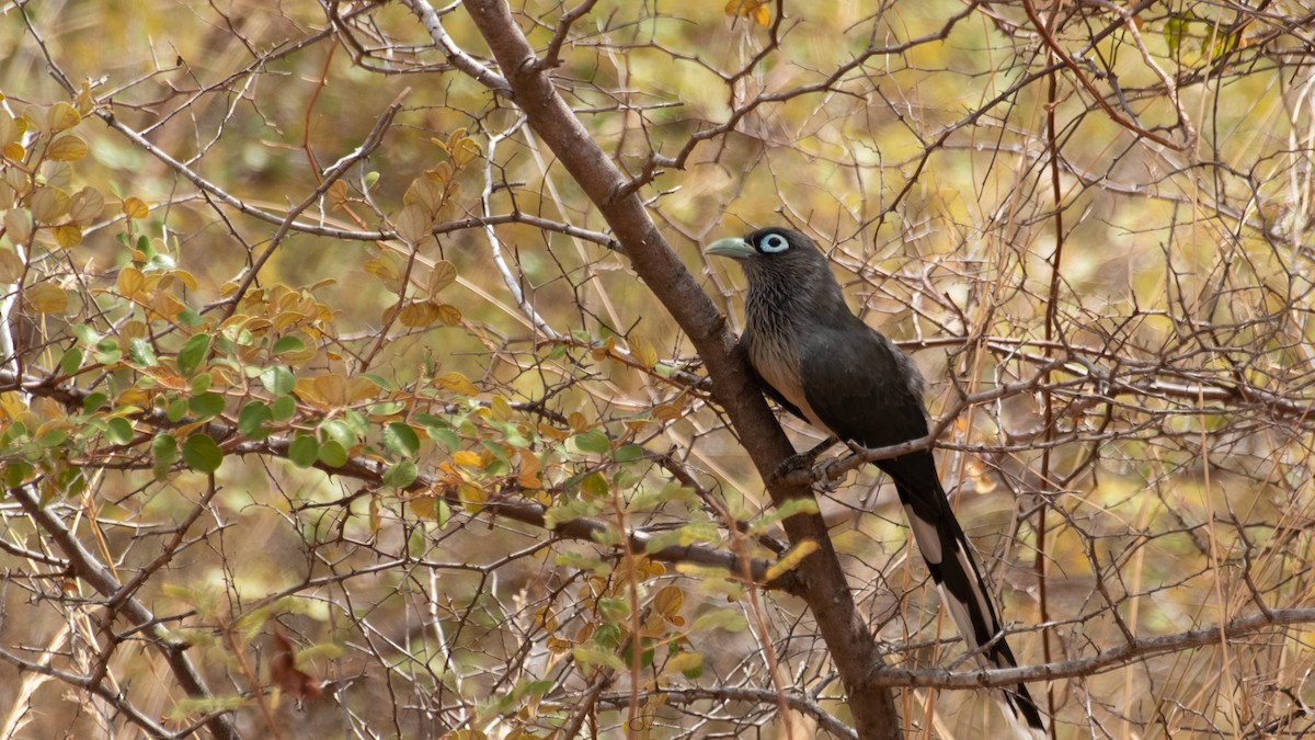 Blue-faced Malkoha - ML616932733