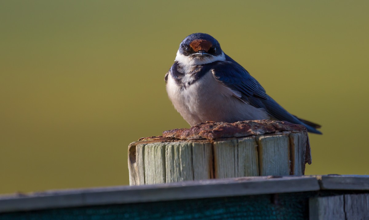 Golondrina Gorjiblanca - ML616932753