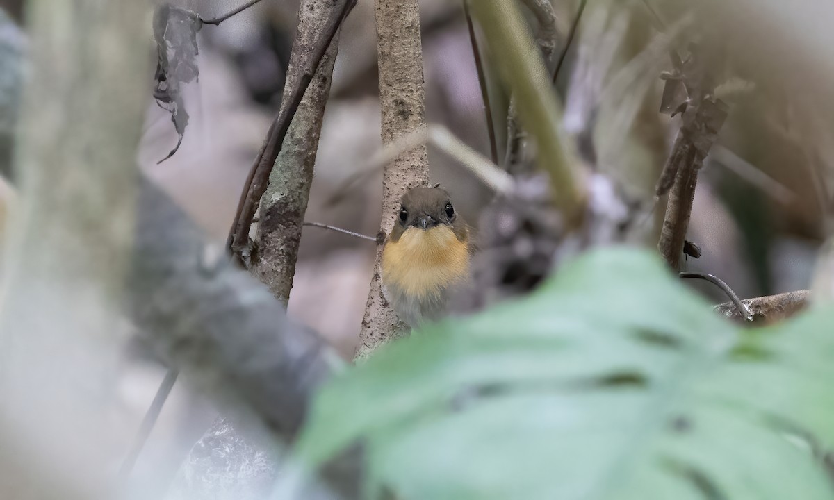 Palawan Flycatcher - ML616932763