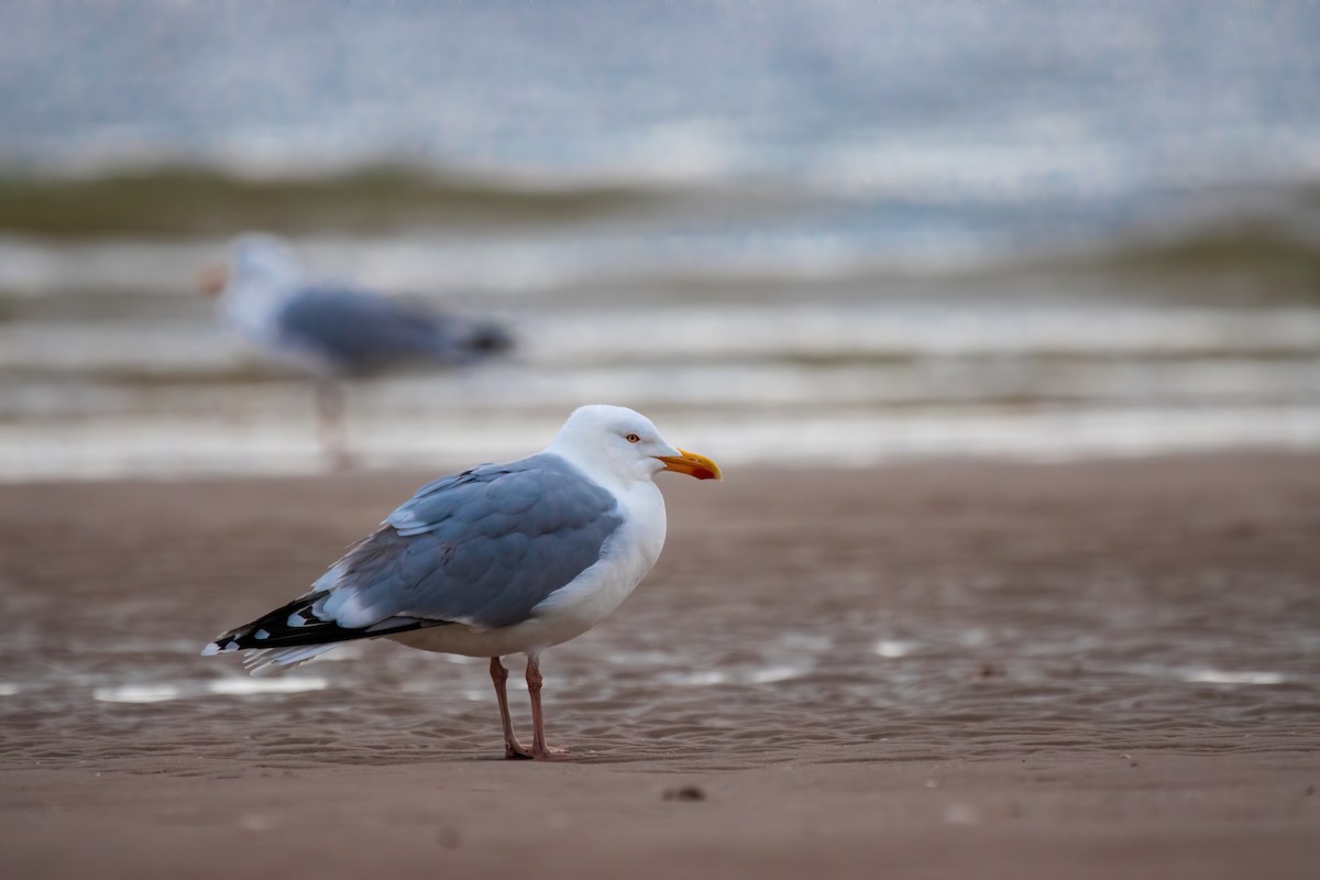 Herring Gull - ML616932770