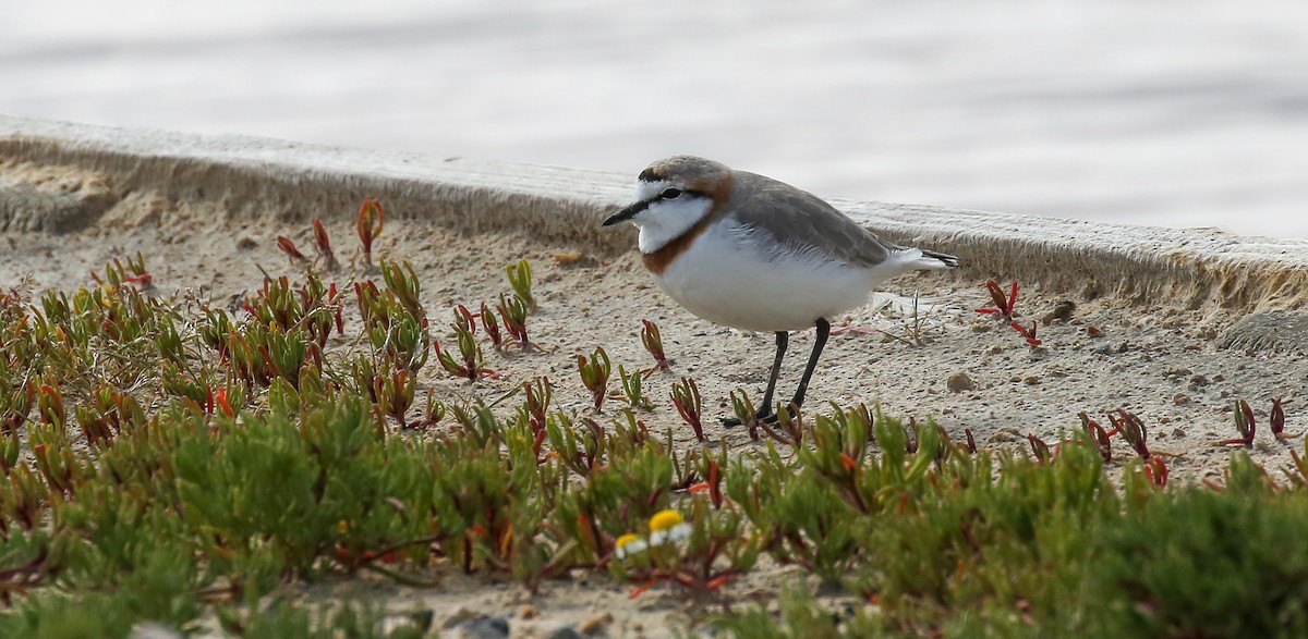 Chestnut-banded Plover - ML616932817