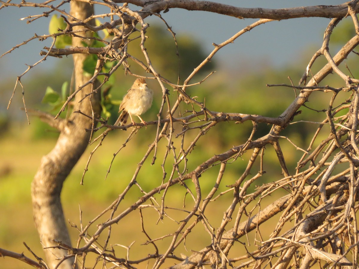 Desert Cisticola - Carolyn Schwab