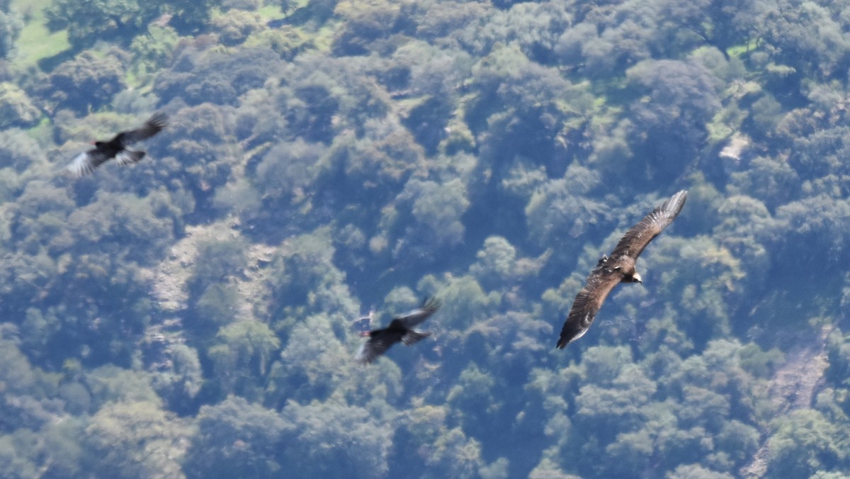 Cinereous Vulture - ML616932905