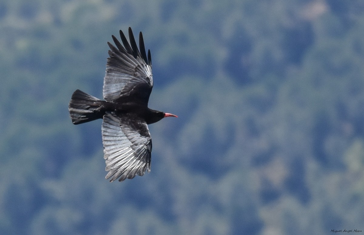 Red-billed Chough - ML616932956